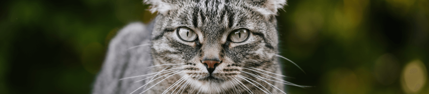 cat-article-tips-feeding-your-senior-cat