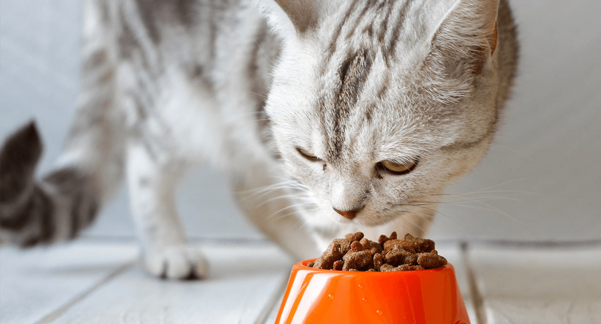 How to Choose the Right Food for Your Cat’s Unique Needs