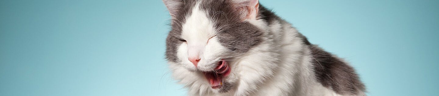 Cat Match Tool hero