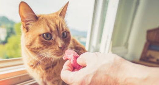 What You Should Know About Changing Your Cat’s Diet 