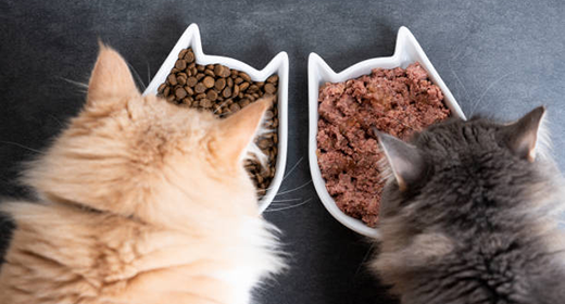 Chicken: The Complete Protein Source for Your Cat
