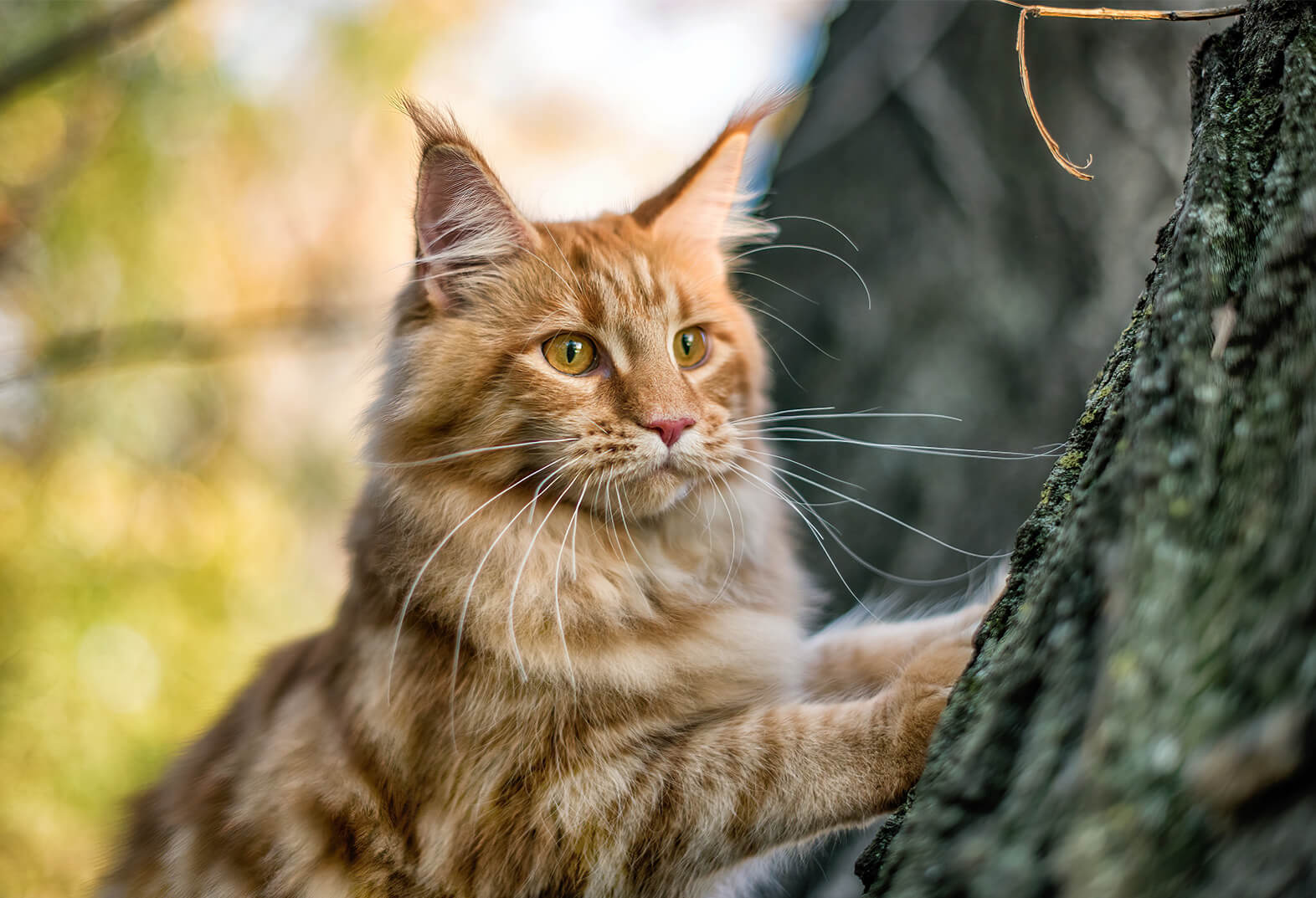 Featured Content cat