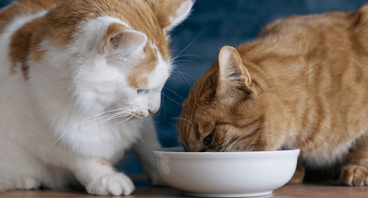 How to Feed Multiple Cats with Differing Nutritional Needs mobile
