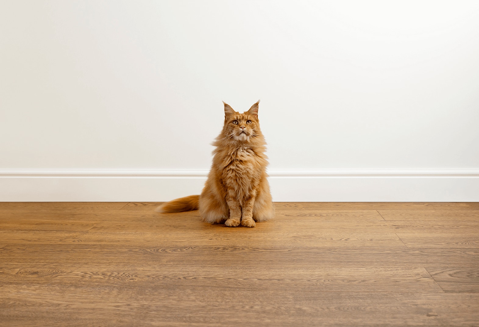 india homepage cat featured content