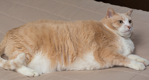 How to Help Your Obese Cat Lose Weight