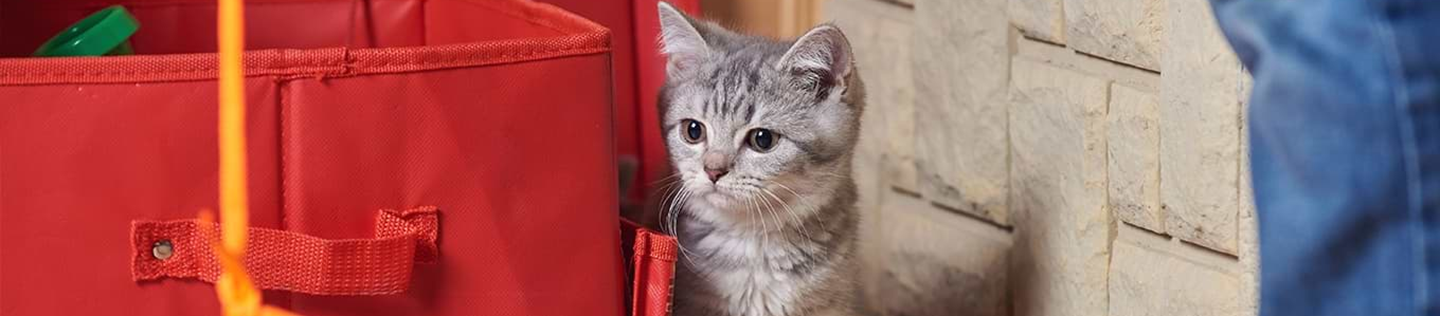 How to Create an Enriching Environment for Your Kitten