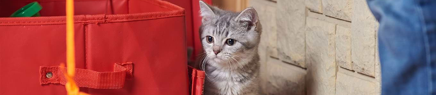 Understanding Kitten Food Product Codes