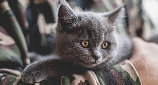 5 Tips to Help Your Kitten Live a Long and Healthy Life