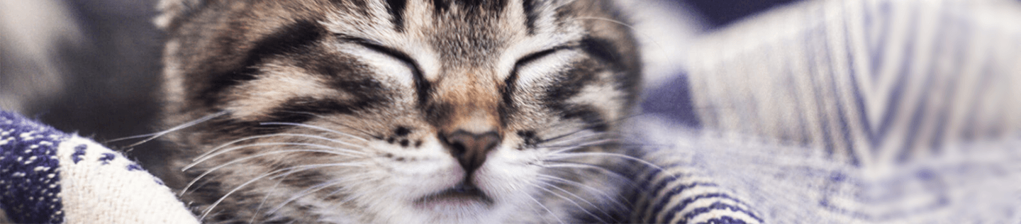 Kitten Basics: Do Kittens Get Hairballs? 