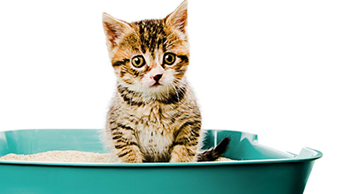 Kitten Training: How to Litter-Box Train Your Cat