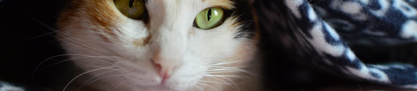 Corn gluten meal in cat food discount