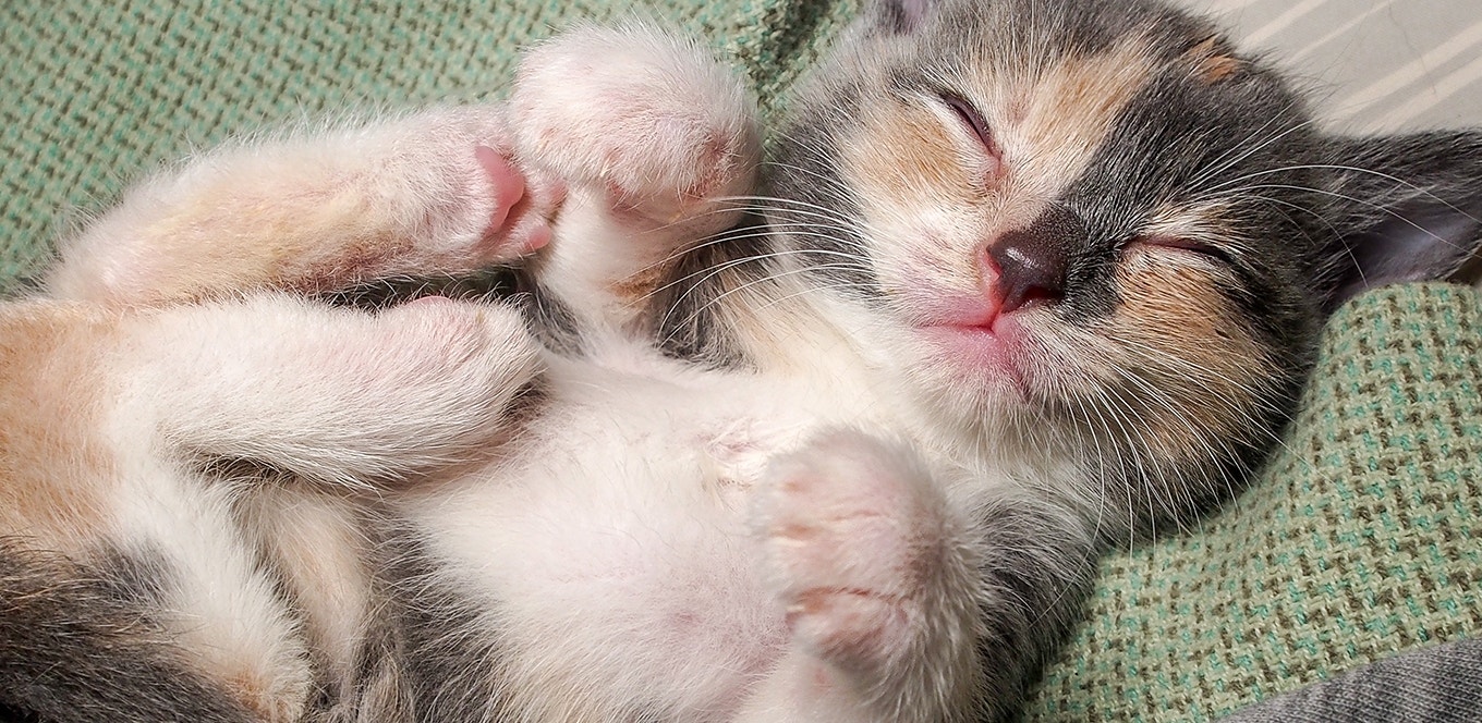 our-favorite-tips-to-train-a-kitten-article-header
