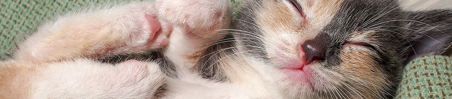 cat-article-detail-banner mobile