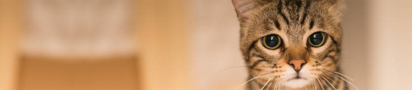 cat-article-detail-banner