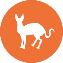 cat has little to no hair