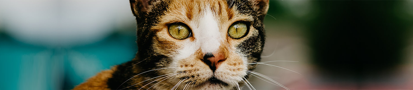 Why Ethoxyquin Is Important for Your Cat’s Health