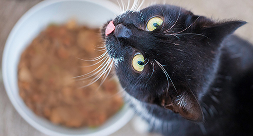5 Shocking* Secrets about Single-serving Cat Food