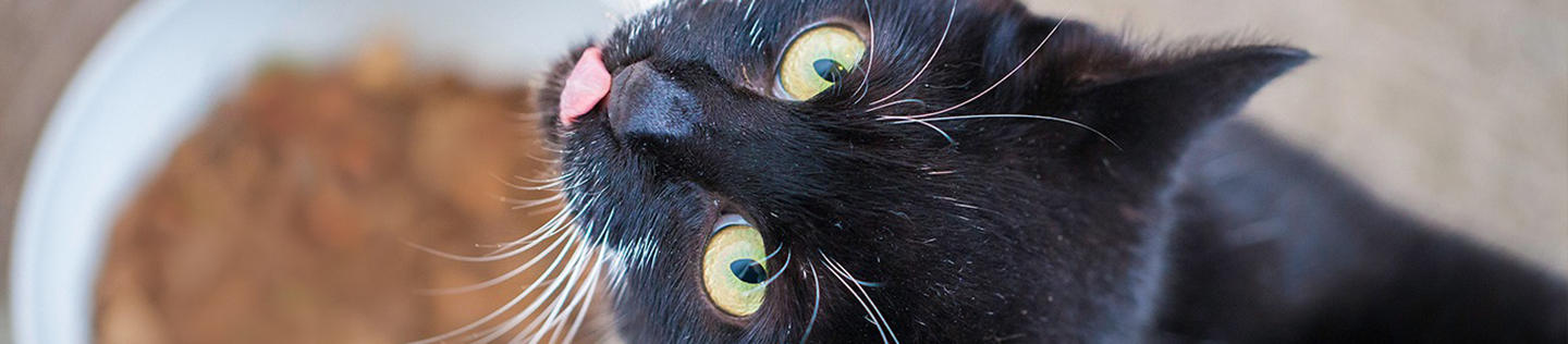 5 Shocking* Secrets about Single-serving Cat Food