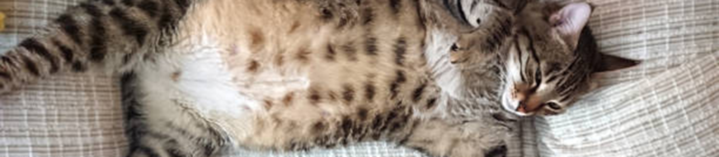 cat-article-detail-banner