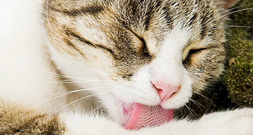 Cat Food Palatability: Does Taste Matter?