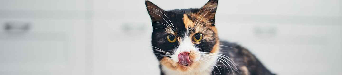calico cat licking her mouth while feeding on her cat food