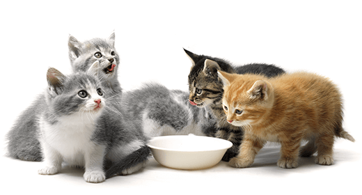 Understanding Kitten Food Nutrition Labels