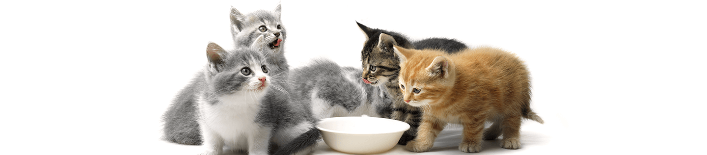 Understanding Kitten Food Nutrition Labels