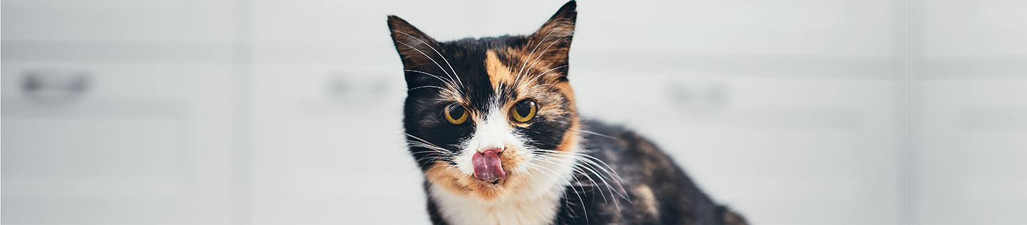 How Nutrition Can Help Manage Your Cat’s Hairballs