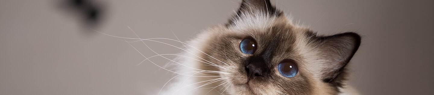 How Nutrition Affects Your Cat’s Skin and Coat Health