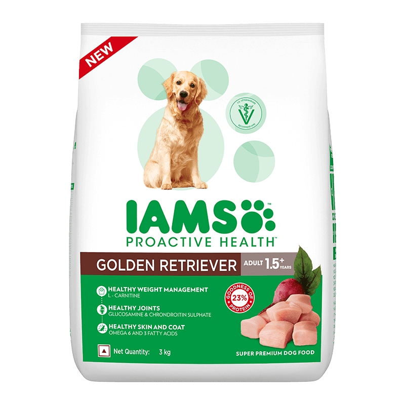 IAMS adult Golden Retriever - 1