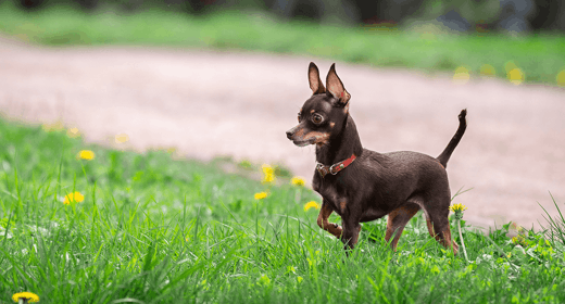 Why Do Dogs Eat Grass?