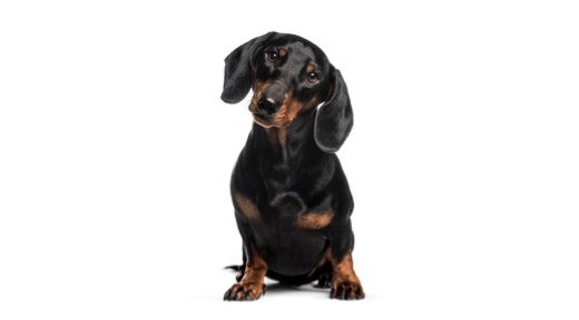Dachshunds thumb