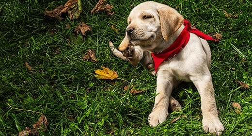 Puppy Basics: Flea Prevention