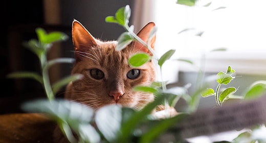 Does Your Cat Have Allergies?