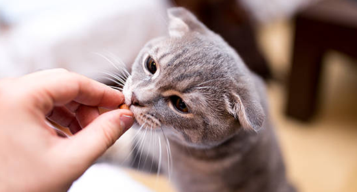 How to Choose the Right Cat Food