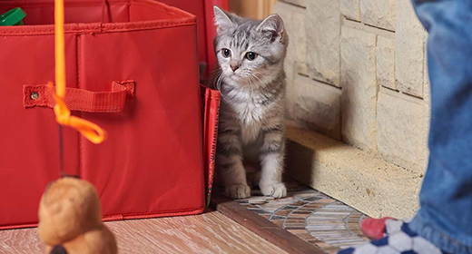 How to Create an Enriching Environment for Your Kitten