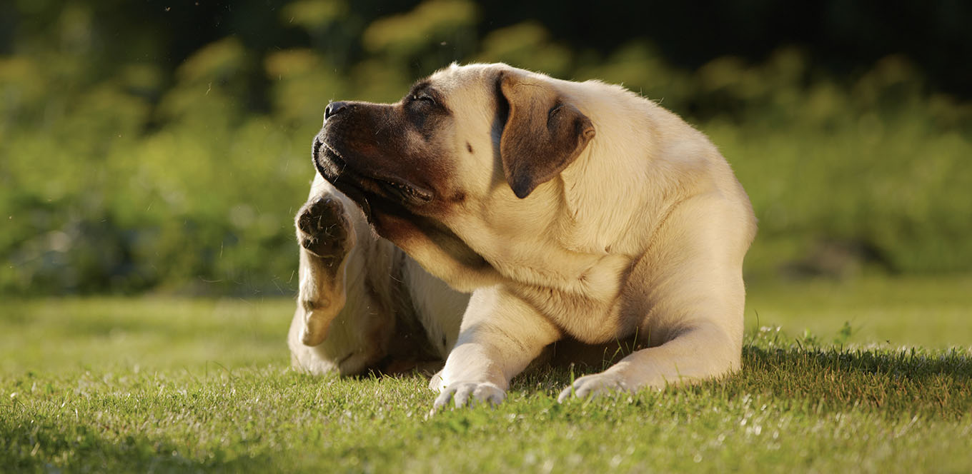 Dog Allergies What You Need to Know IAMS