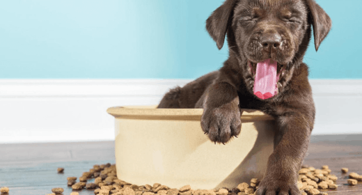 Why Large-Breed Puppy Formulas Are Different