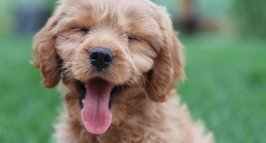 Puppy Basics Keeping Your Puppy's Skin and Coat Healthy 