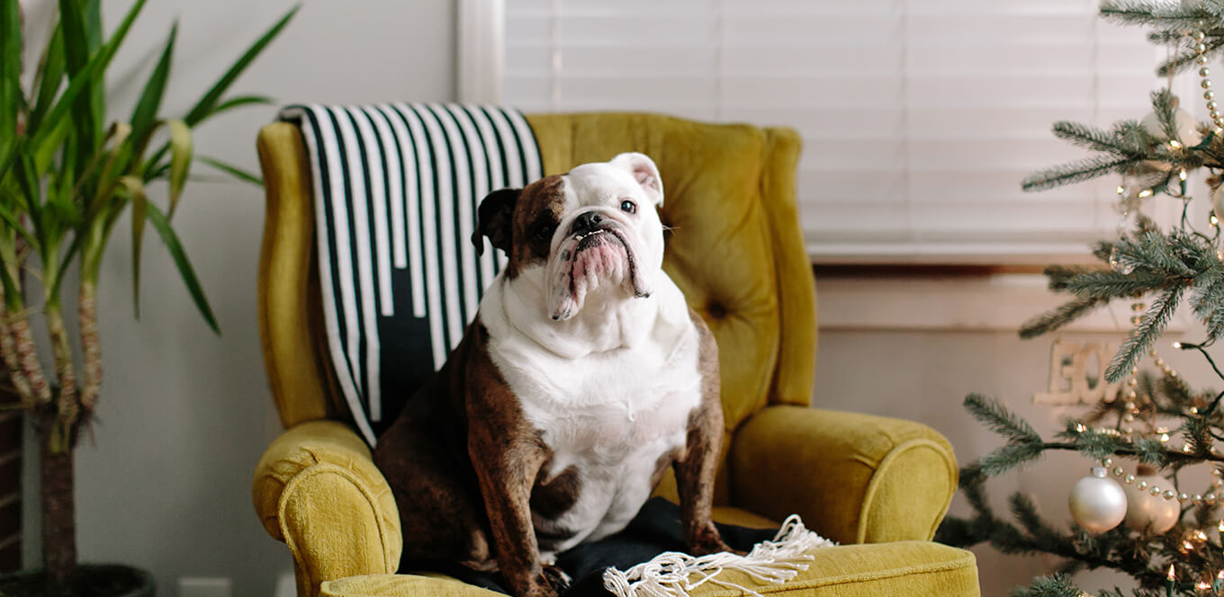 LCarnitine Promotes Weight Loss in Overweight Dogs IAMS