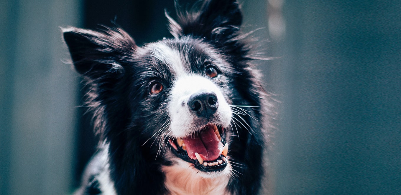 How to Find the Best Dog Food? IAMS