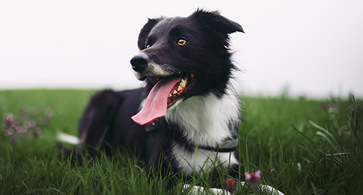 Chicken: The Complete Protein Source for Your Dog-mob