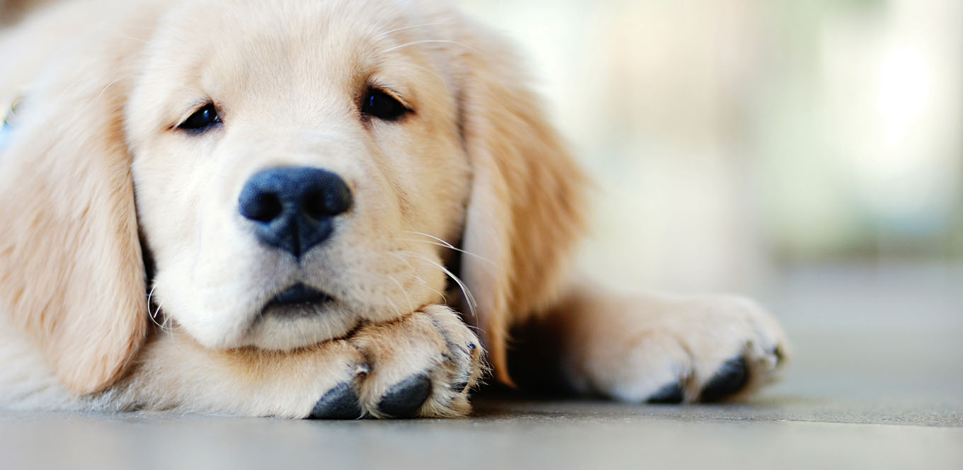 Dha puppy supplement sales