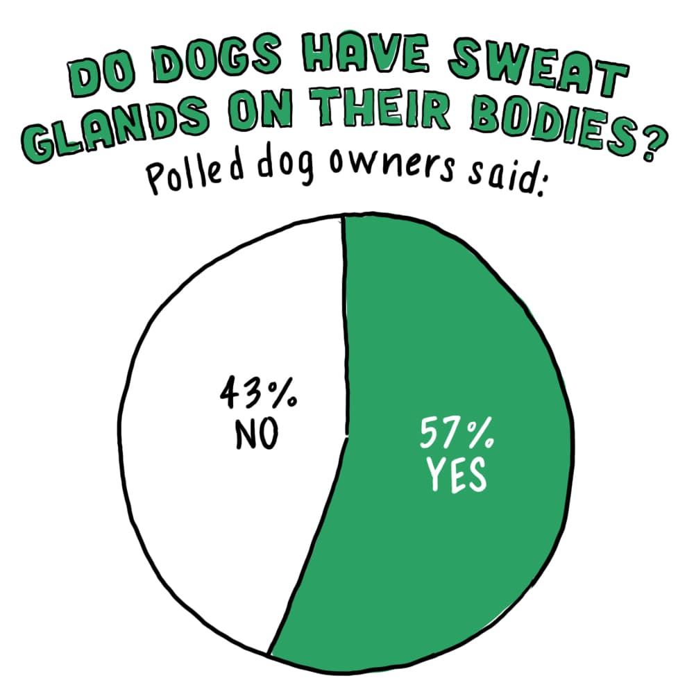 Why Do Dogs Pant? Is Your Dog Panting Too Much? IAMS