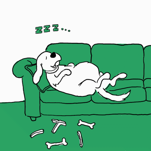 Why Do Dogs Sleep So Much? IAMS
