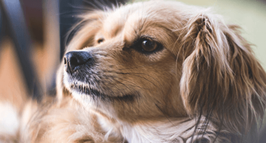 Small-Breed Dog’s Nutritional Needs