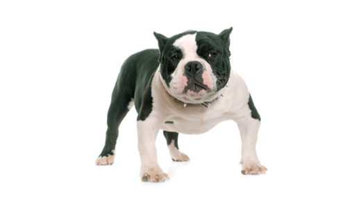 The American Bully Standards: Presented by Bully Max™ - Bully Max