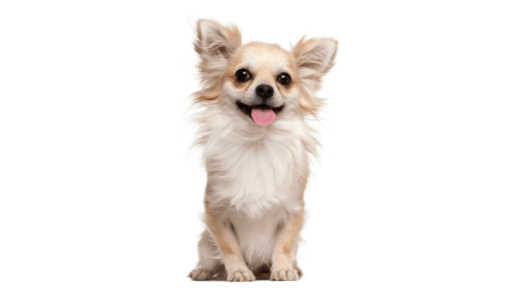 Chihuahua Dog Breed Information Characteristics IAMS