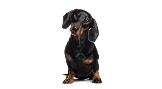 Iams dachshund clearance