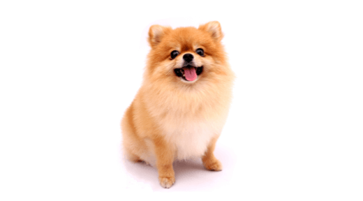 Pomeranian thumb